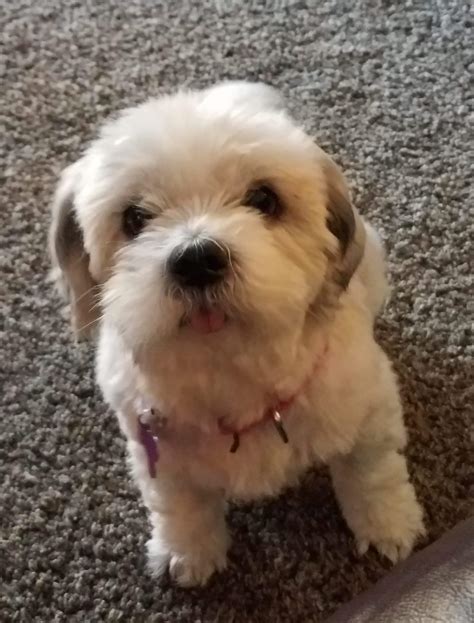 Adoptable Pets .